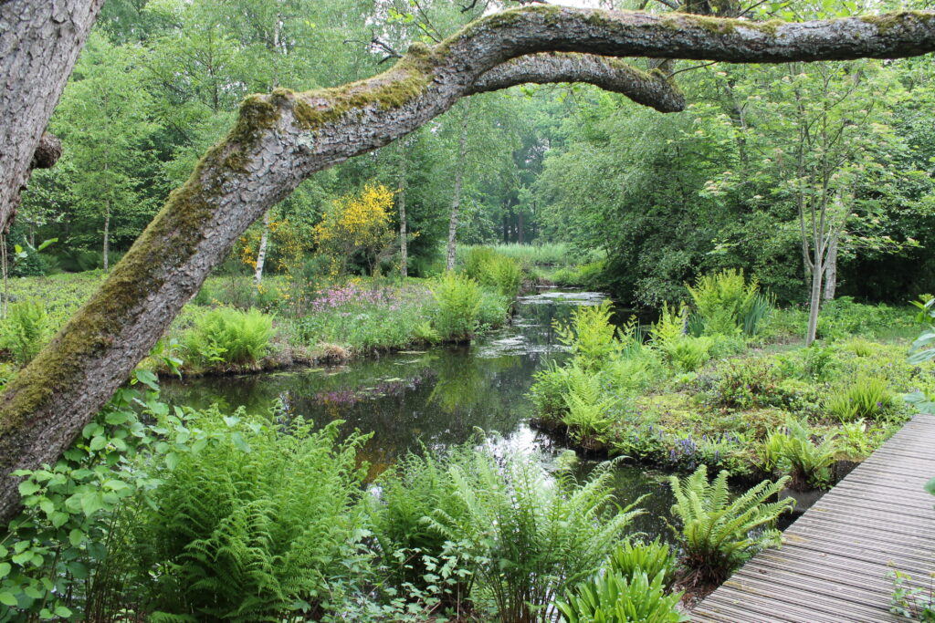 Naturalistic planting design with ferns, trees, and a flowing stream in a lush urban forest garden in Amsterdam