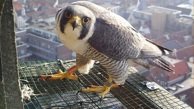 Peregrine falcon perched on urban building in Amsterdam, highlighting biodiversity in the built environment