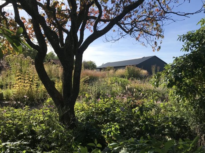 Naturalistic garden with layered planting, grasses, and a mature tree in the foreground, with a contemporary building in the background