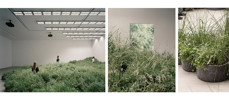 Close-up of endangered Victorian Western Plains grassland species grown from seedlings for Venice Biennale Gallery of Repair