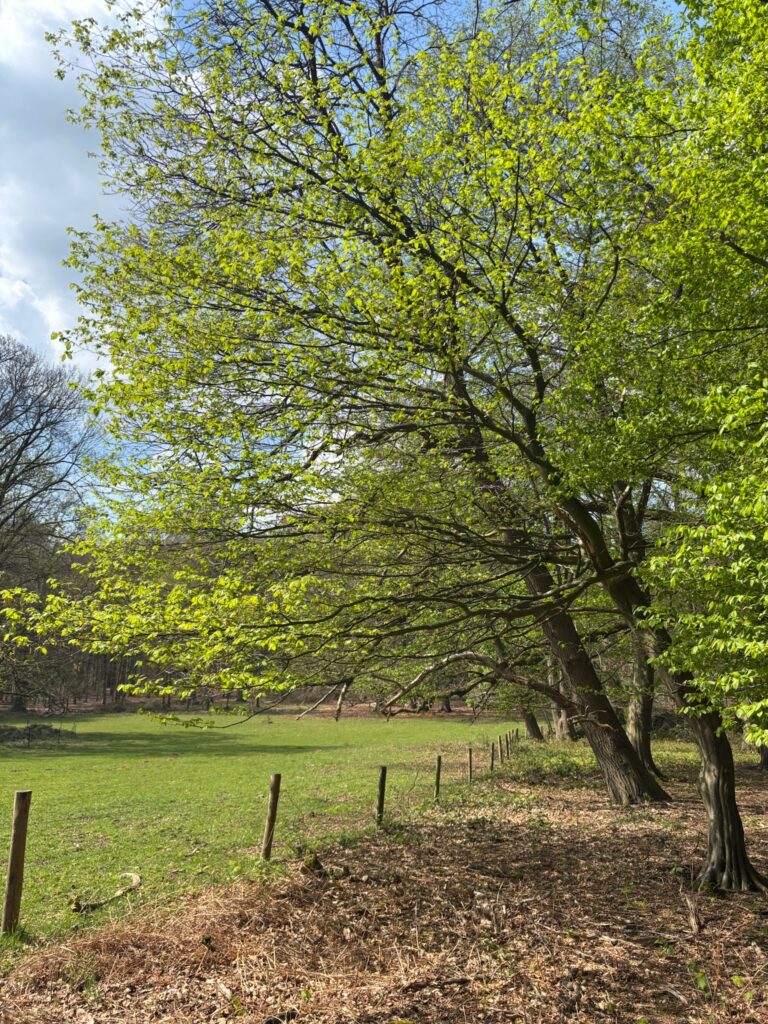 moss-blog-ronald-buiting-Landgoed-Rhederoord-tree