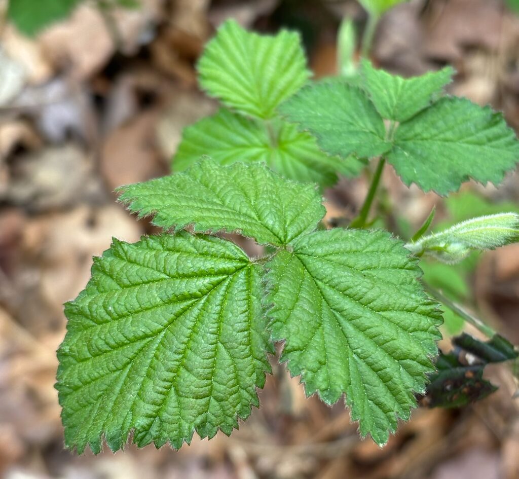 Close-up of textured green leaf with serrated edges in forest understory, highlighting plant detail and biodiversity