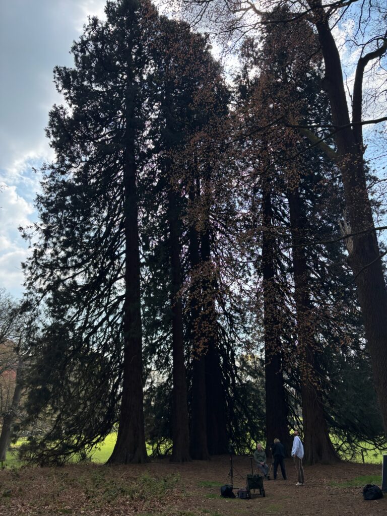 Towering sequoia trees with people at forest floor, highlighting scale, vertical layering, and natural forest structure