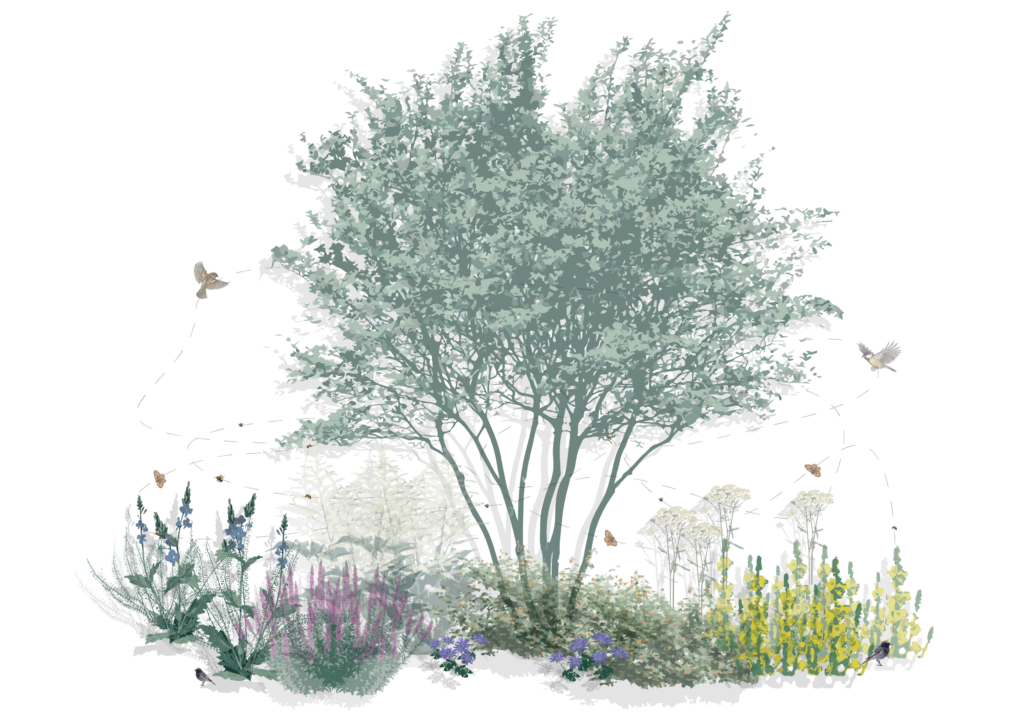 Naturalistic planting design featuring a multi-stem tree surrounded by diverse perennial plants, illustrating biodiversity-focused landscape design and ecological planting principles.
