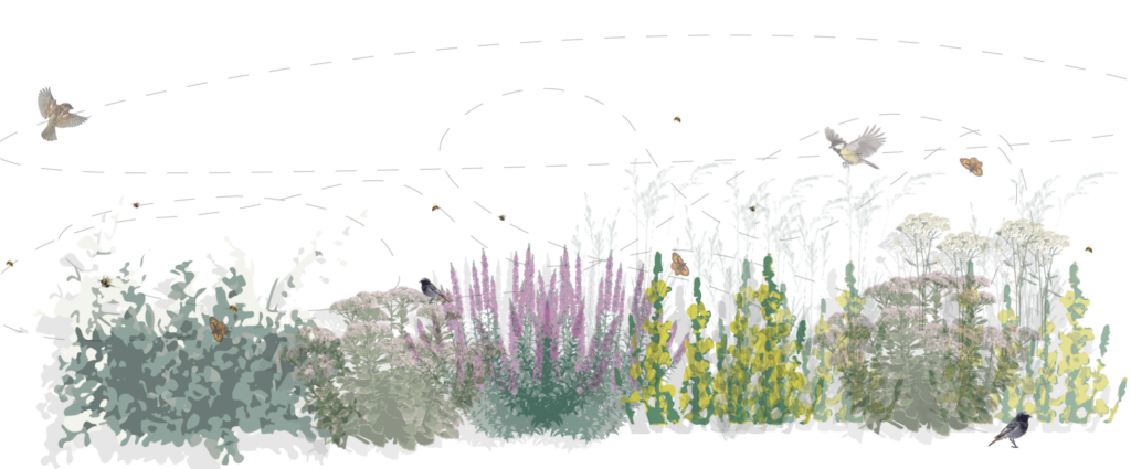 Layered perennial planting design with flowering species demonstrating ecological planting strategies, seasonal interest, and habitat creation for pollinators.